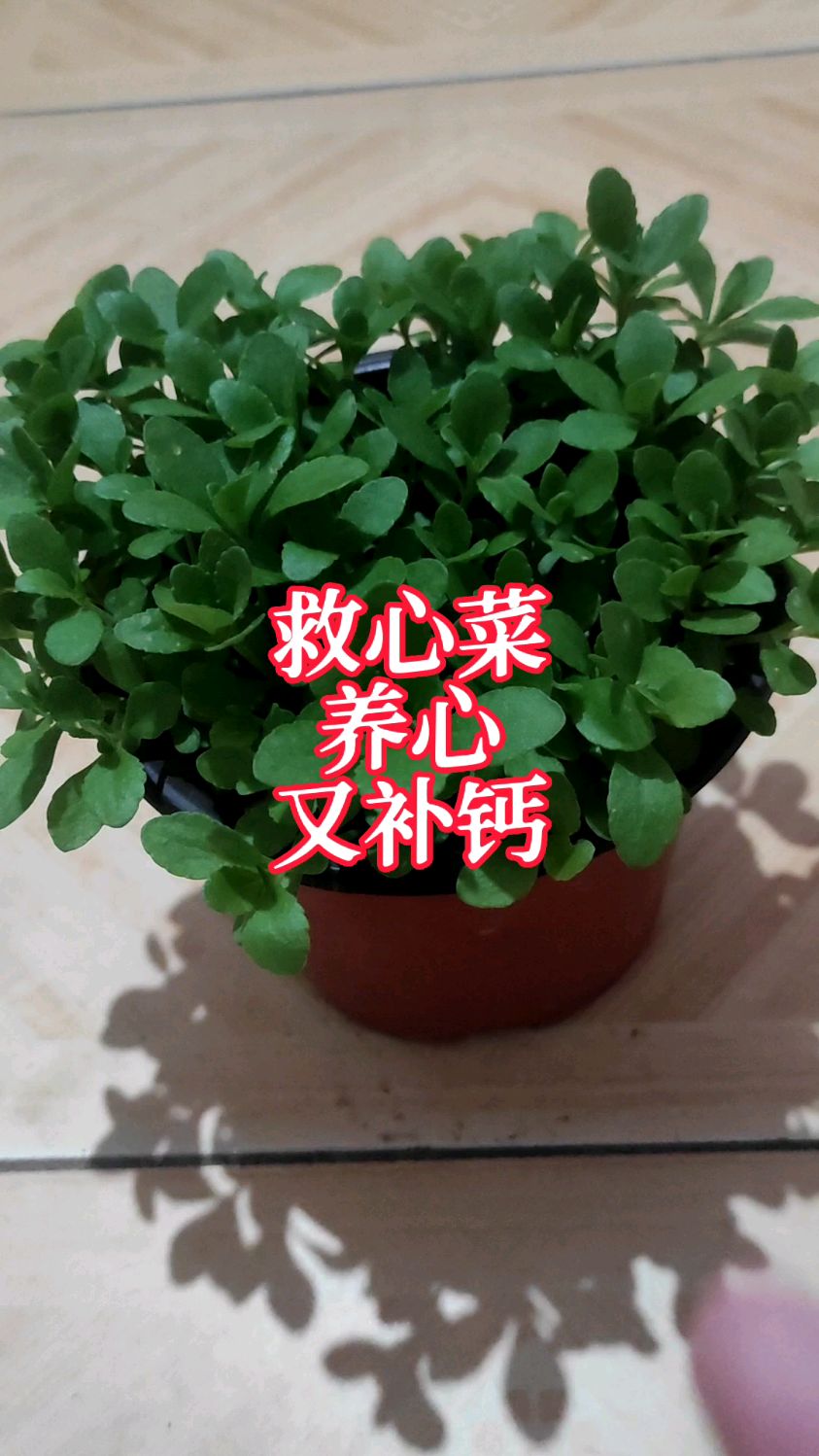 心脏不好?种点救心菜,对心脏好,还能补钙,怎么吃呢?吃法还真多
