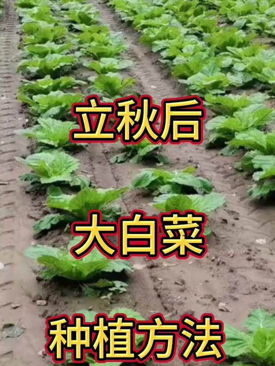 立秋后大白菜种植方法