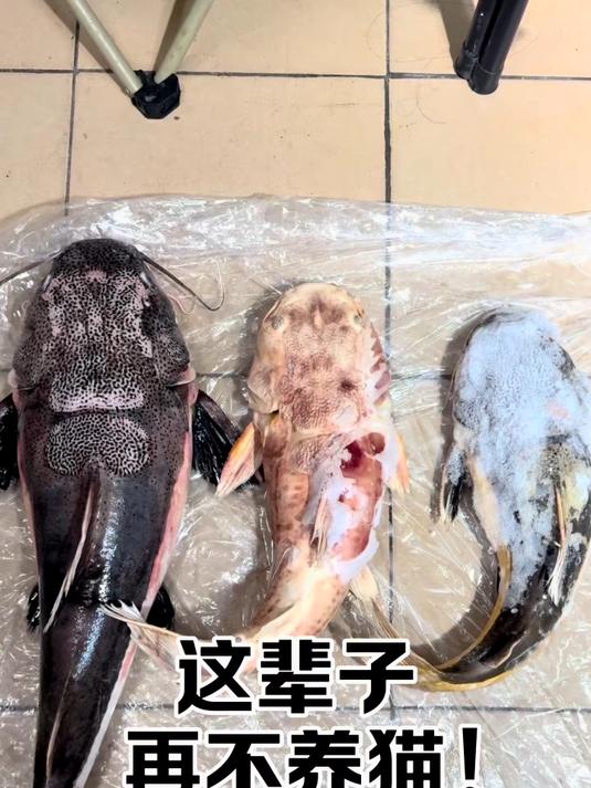 这已经是第三条了……真的这辈子都不会再养招财猫了……