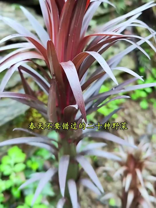 春天不要错过的20种野菜