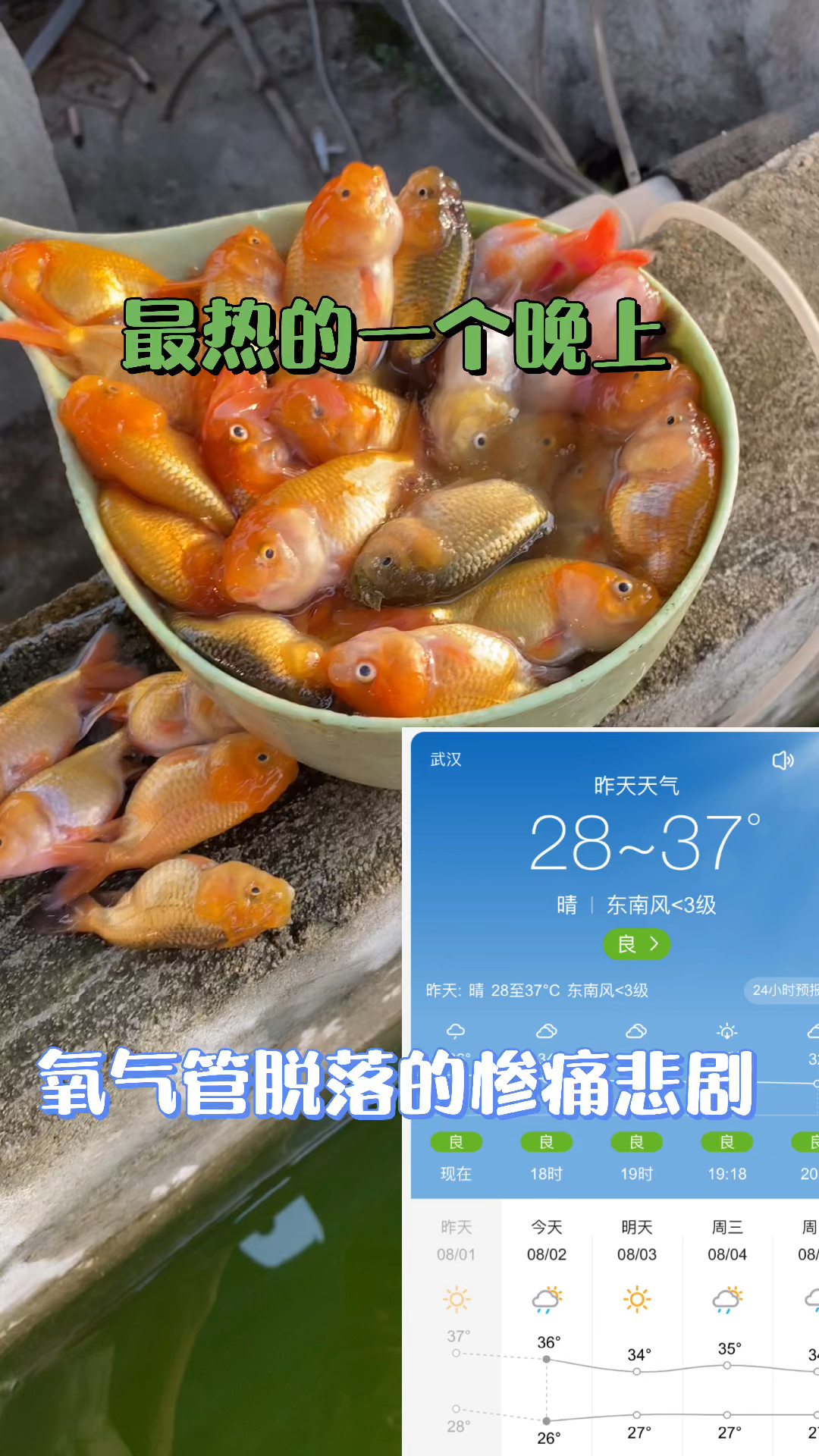 猫狮闷池,全军覆没。增氧机分管脱落导致损失惨重,最累的几个月辛苦努力全完了