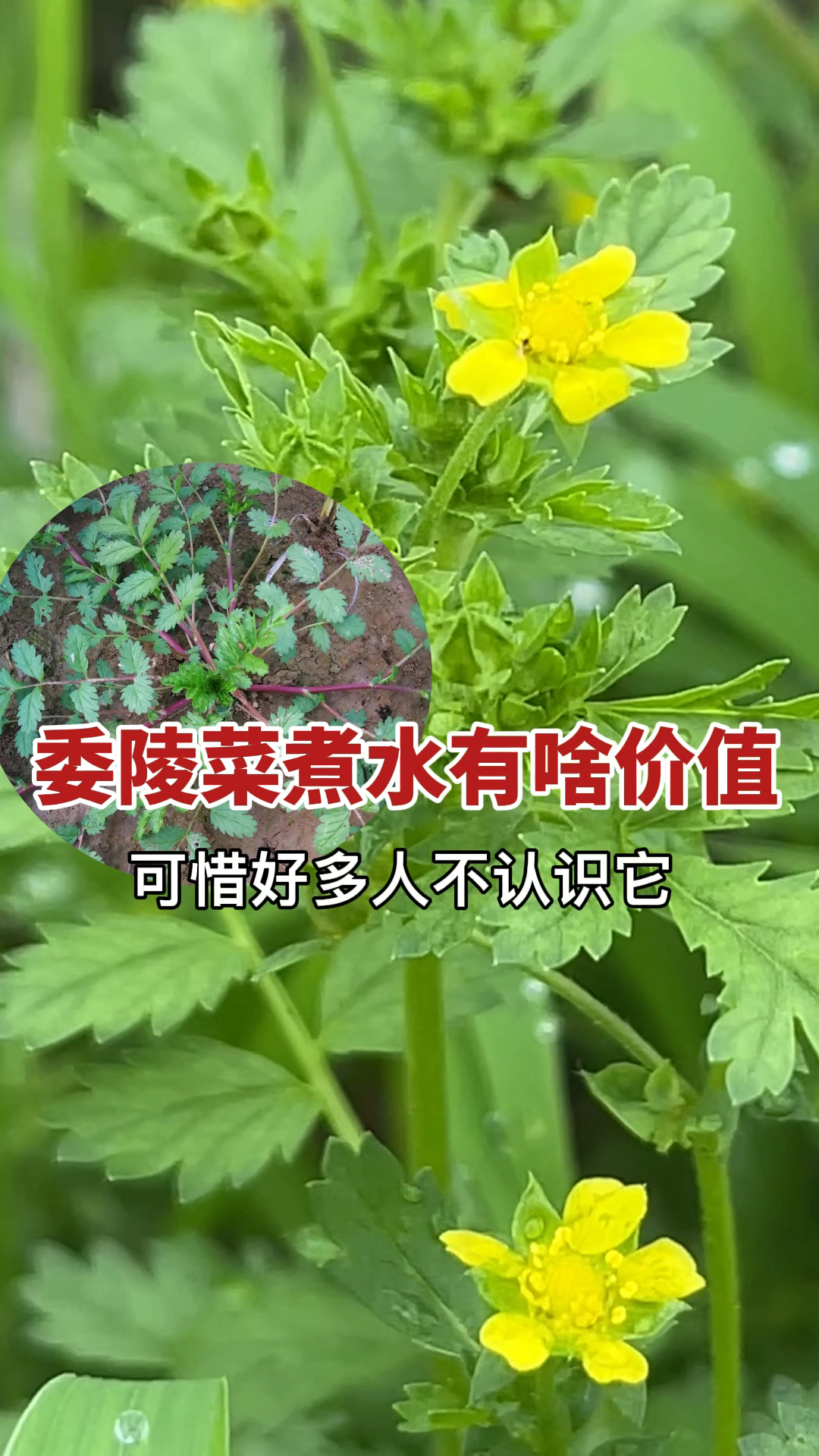 农村常见植物委陵菜:看似不起眼,懂它的村民常用来煮水!可惜真正认识它的人不多了