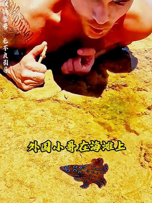 这种全身布满了蓝色的小圆圈,人畜无害的章鱼,是非常恐怖的