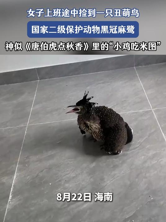 女子上班途中捡到一丑萌鸟，神似《唐伯虎点秋香》“小鸡吃米图”