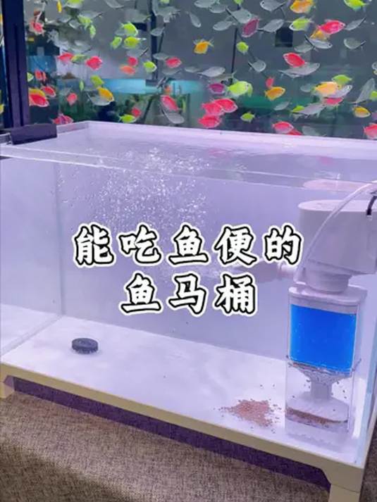 鱼马桶是智商税吗?用缸中鱼便实测!养鱼必备