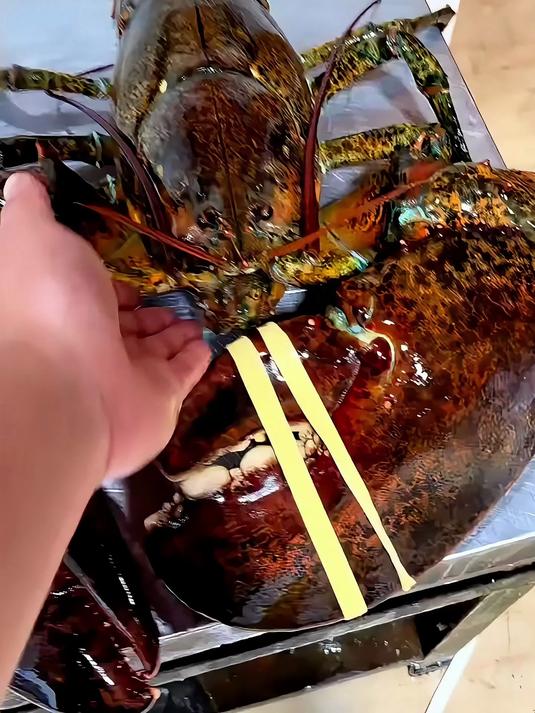 带你认识虾的品种