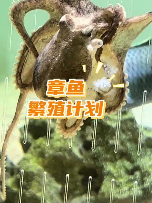 我居然把小章鱼养到产卵了！诺亚方缸 海洋生物 章鱼