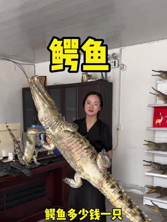 鳄鱼多少钱一只?鳄鱼肉大家吃过吗?