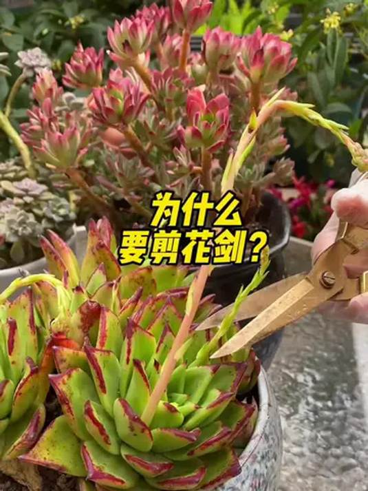 为啥不让多肉植物开花?剪完花剑这步很关键,越长越好