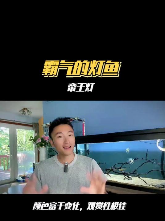 霸气的帝王灯鱼，喜欢群游打闹