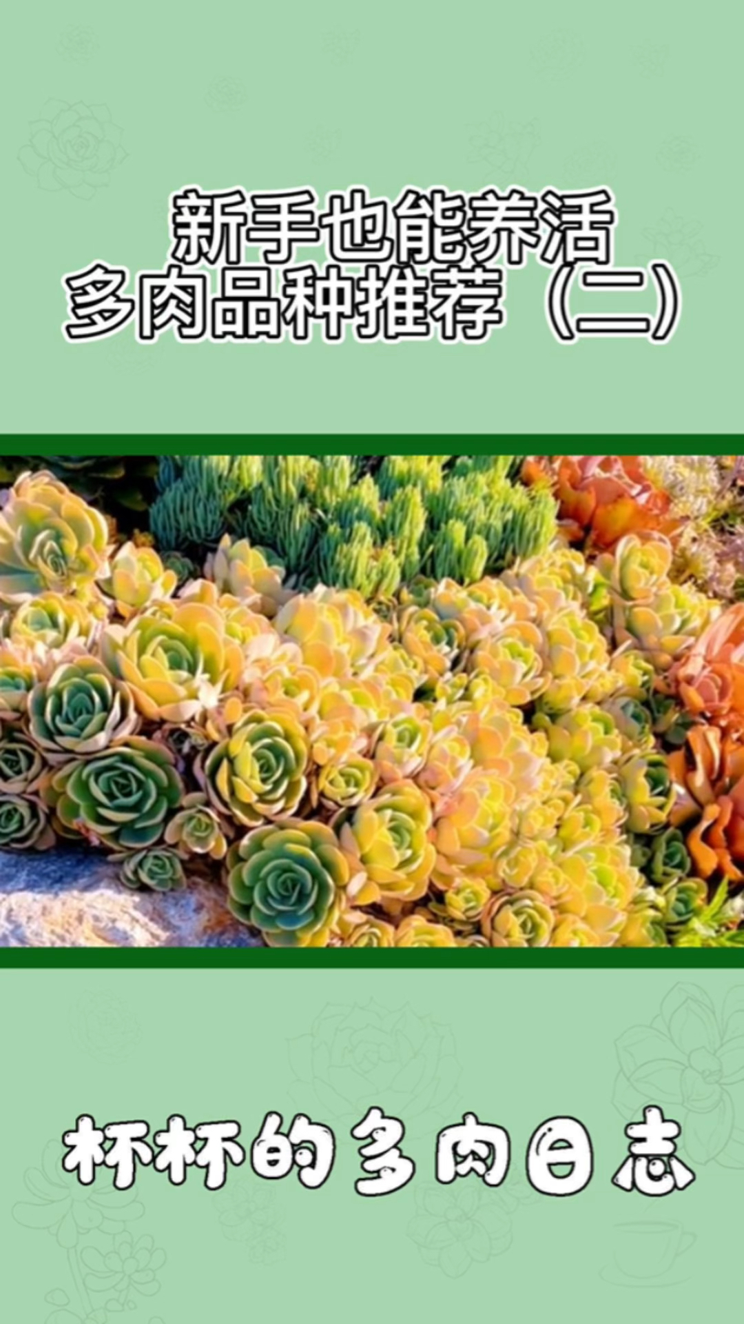 新入坑多肉的朋友看过来,90%的新手都不知道的好看又皮实的多肉品种推荐#多肉植物
