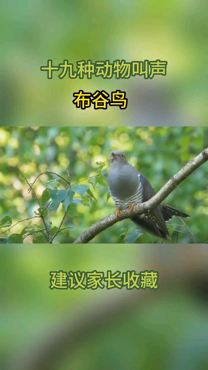 十九种动物叫声大全