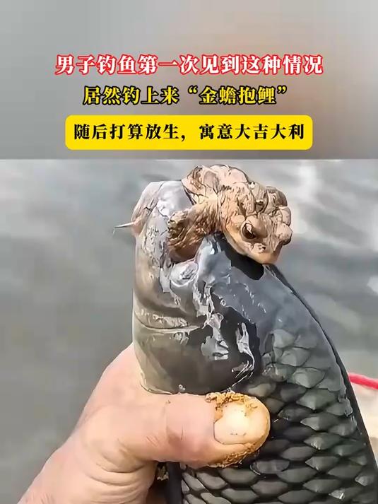男子钓鱼第一次见到这种情况,居然钓上来“金蟾抱鲤”,打算放生