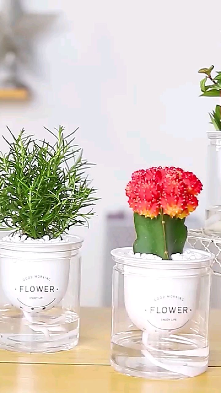 绿萝发财树办公室内花卉盆栽多肉植物水培栀子花富贵竹小绿植好养