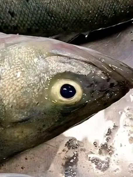 最有营养的鱼,不是带鱼和鲫鱼,而是这6种,建议常做给家人吃