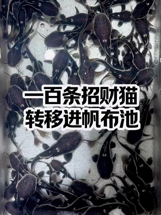 #热爆趣创赛#领养计划正式启动！