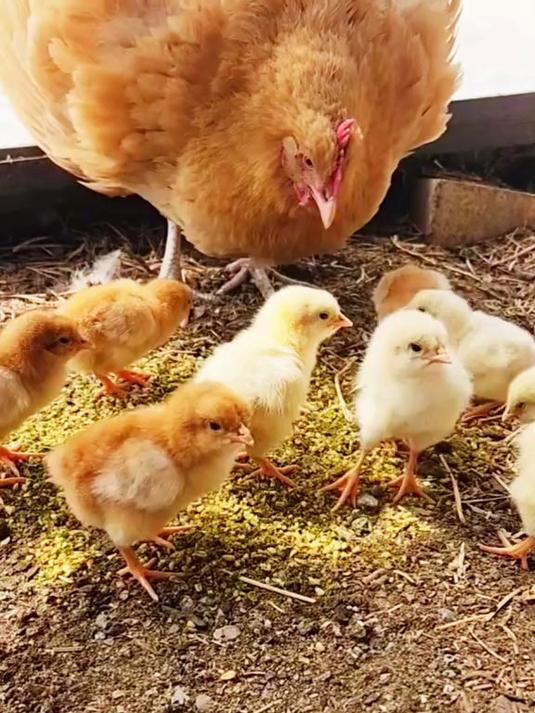 小鸡仔可爱