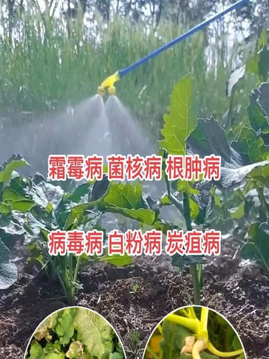 助力油菜种植者,驱走病菌的丰收