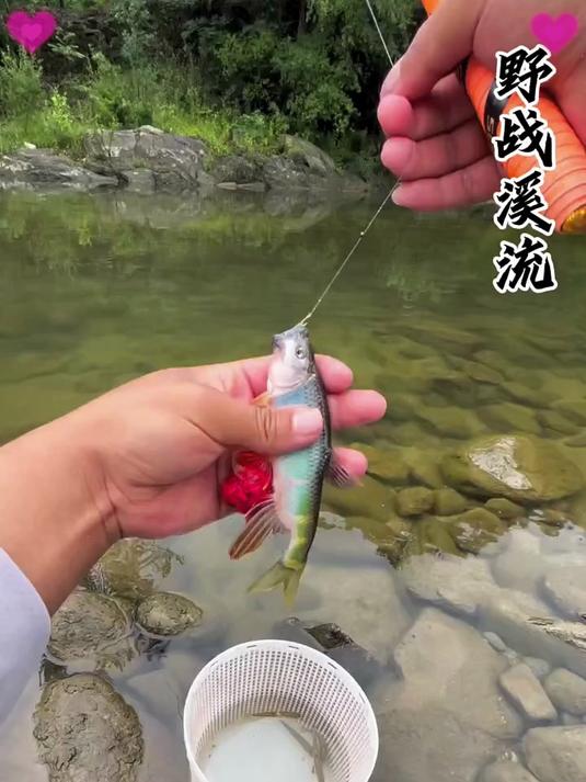 爱去野溪钓鱼？溪流钓竿抗水流，韧性好，钓马口、溪哥很给力