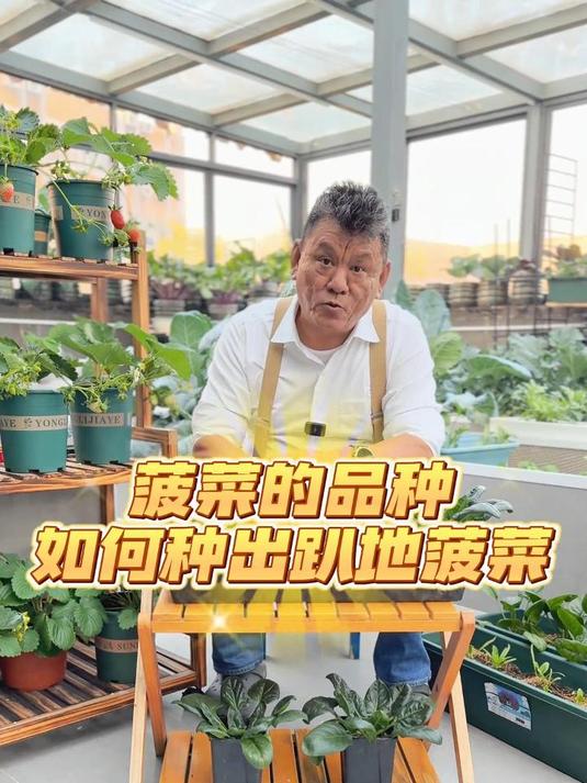 菠菜的品种怎么分?