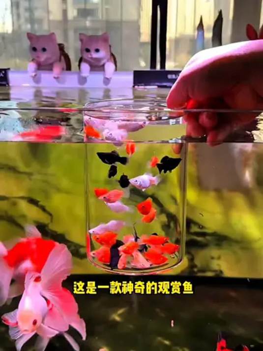 新手养鱼选啥?皮球玛丽,能生又好养!皮实得很