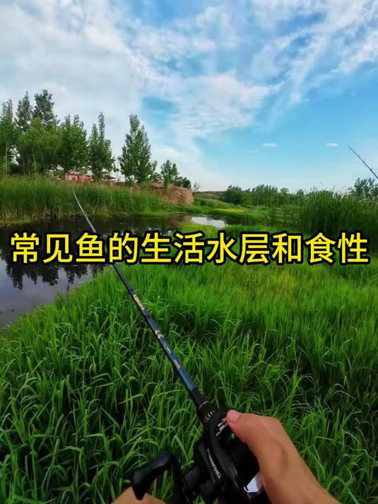 掌握常见鱼的生活水层和食性，一钓一个准