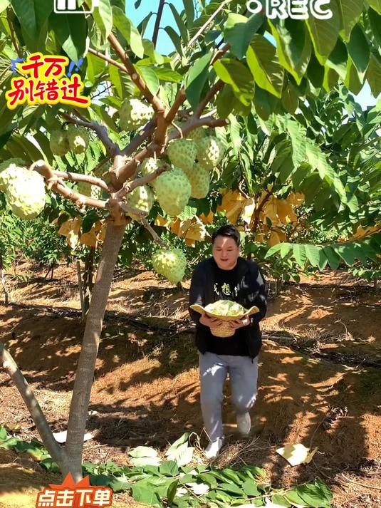 都不知道释迦果有什么好吃的,皮薄肉厚