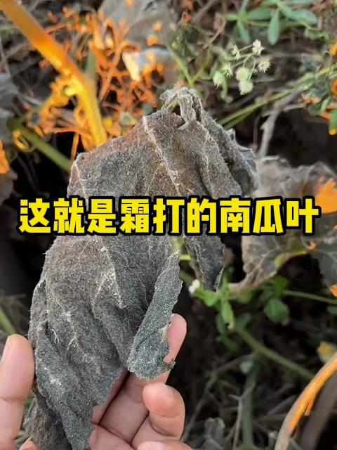 这就是霜打的南瓜叶,你知道有什么用吗?