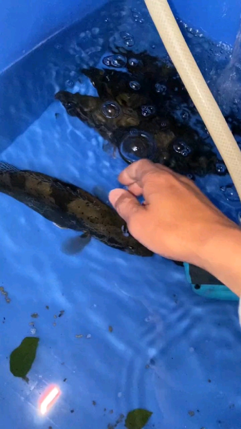 桃花流水鳜鱼肥的季节