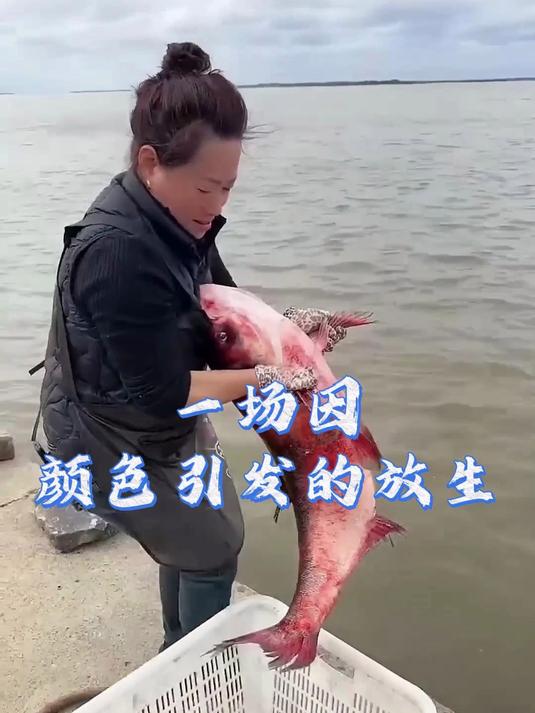 红鱼 “浑身是伤” 没人买,放生后才发现真相