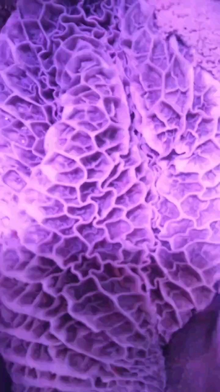 #人及生物各种情况伤痛细胞排列结构#细胞分子原子#大脑血液体液激素骨髓#磁场能量波力