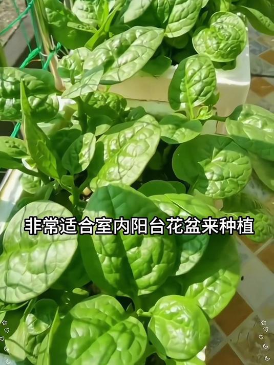 大叶木耳菜,口感软糯营养丰富,家里有老人孩子的一定要种上
