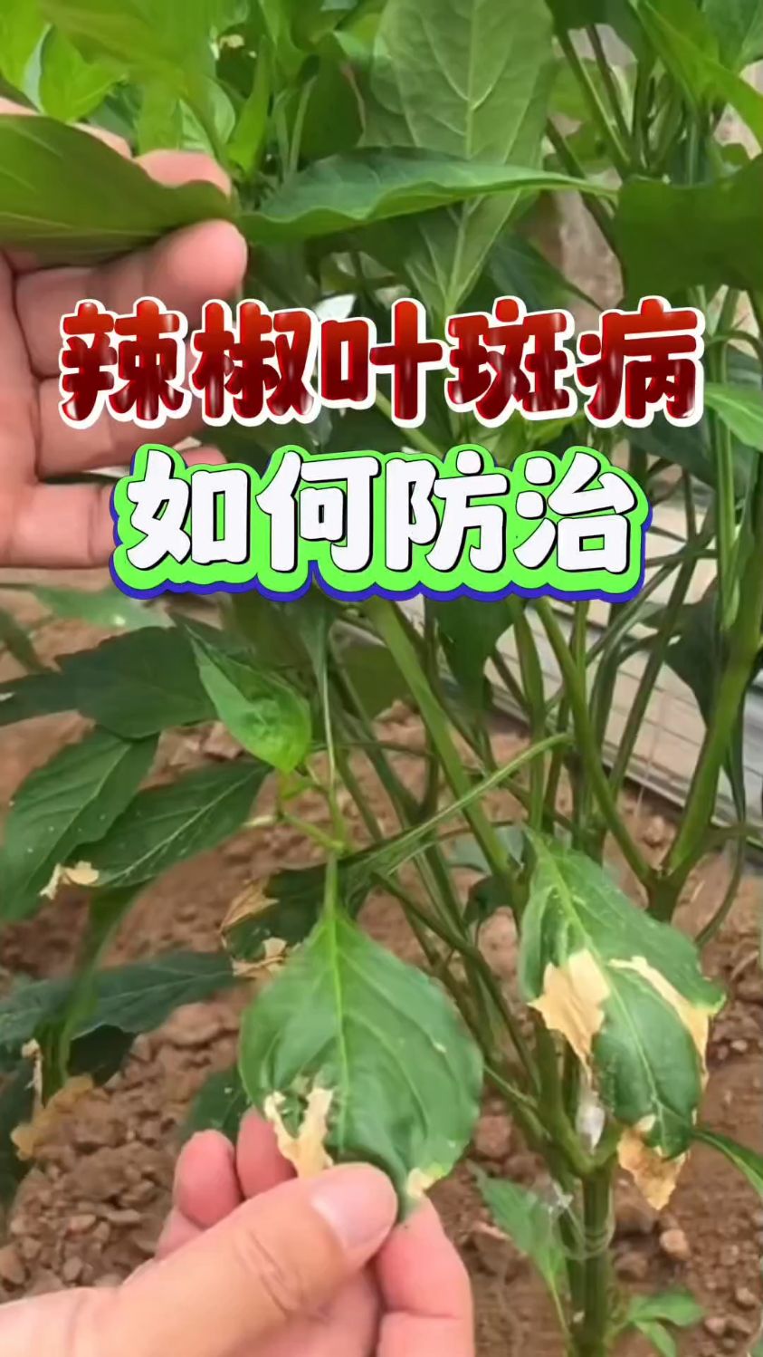 辣椒叶斑病如何防治