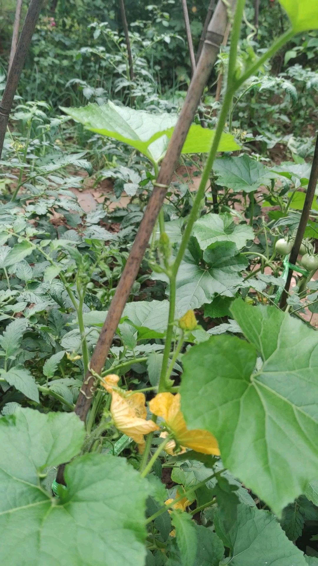 小菜园里的风景
