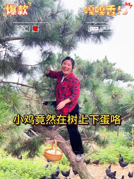 这是吃纯谷物散养的绿壳土鸡蛋蛋黄比普通鸡蛋大营养价值高