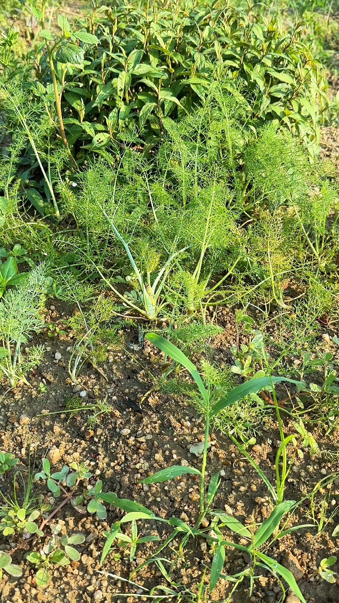 茴香苗炒鸡蛋