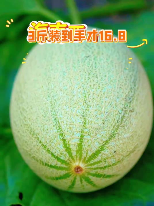 海南阳光沙地蜜瓜，脆甜可口瓜香飘，皮薄肉厚汁液足！