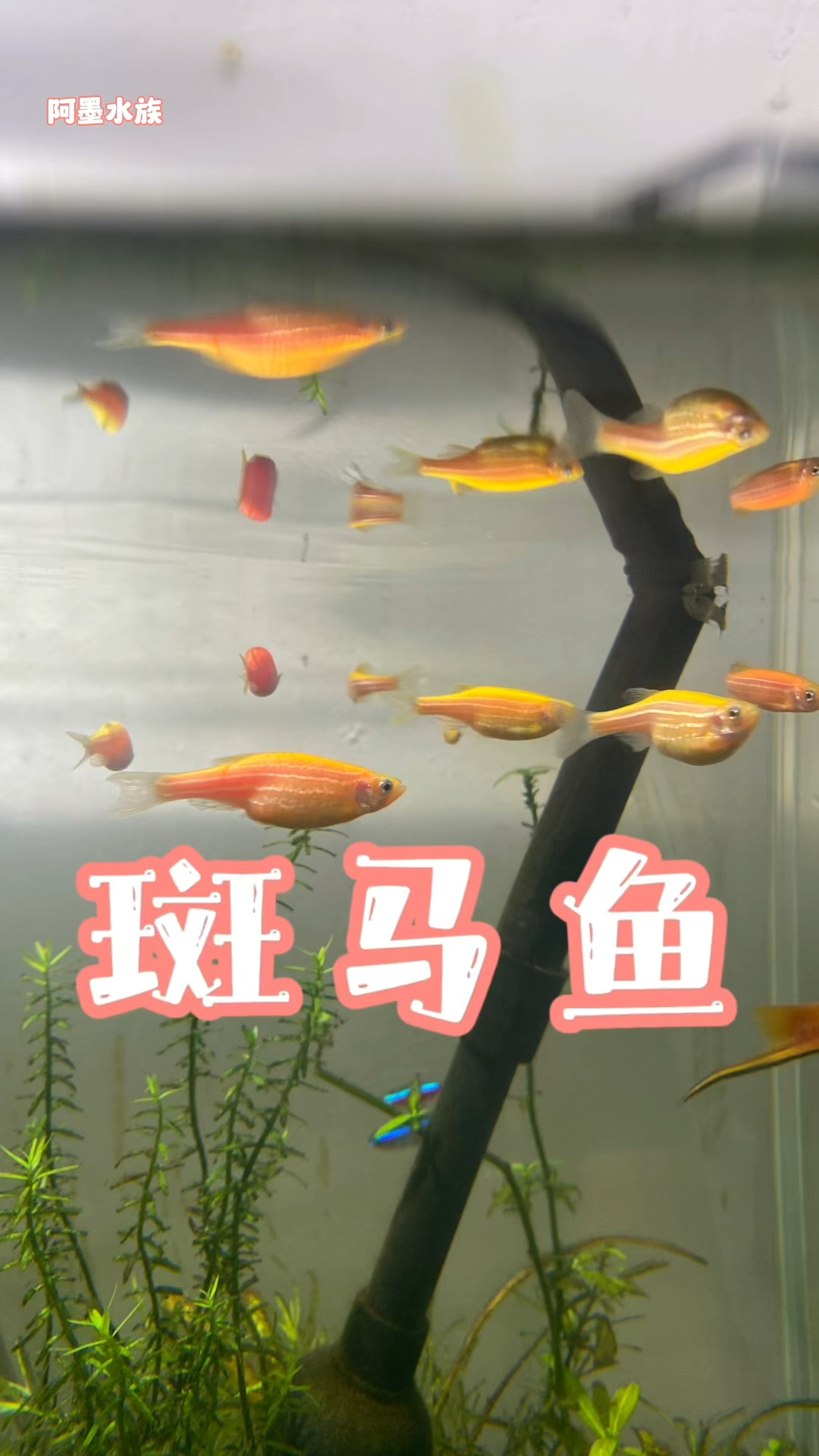 斑马鱼#养鱼#水族