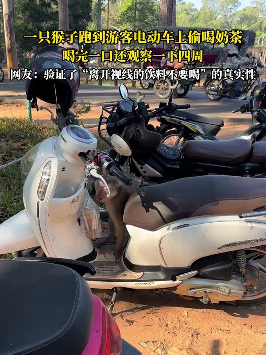 一只猴子跑到游客电动车上偷喝奶茶,喝完一口还观察一下四周,网友:验证“离开视线的饮料不要喝