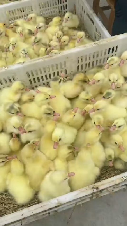 南阳大三花鹅苗开始出货啦,大品种鹅苗持续上蛋中