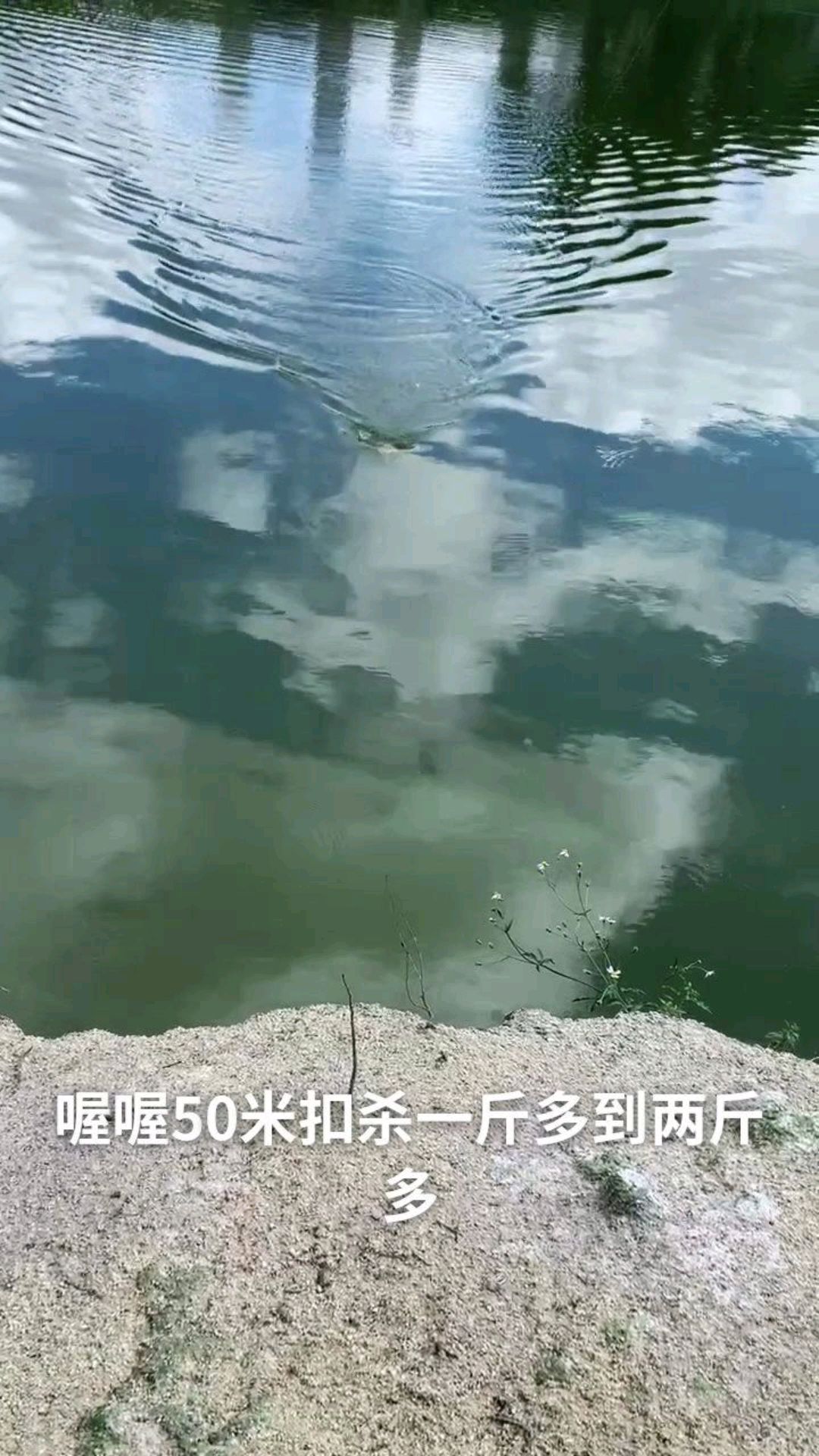 用甲鱼枪打甲鱼50米外一招扣杀,中甲鱼后不能激动喔