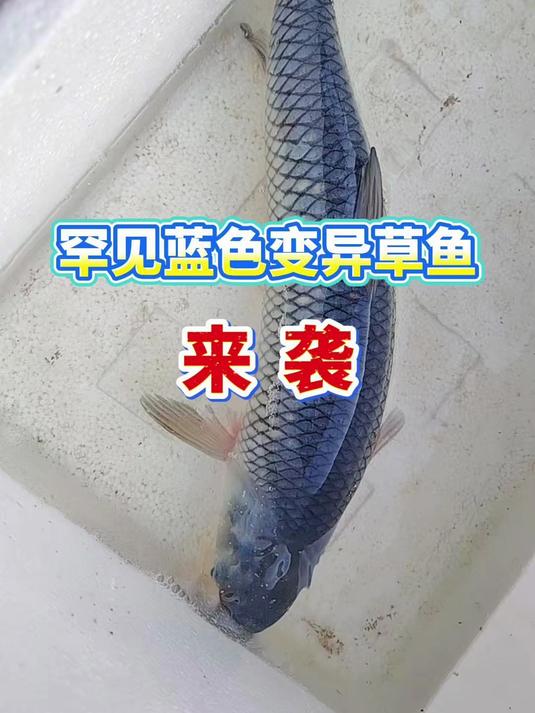 888元一斤的草鱼？超级罕见的蓝色变异草鱼现身！必须拿下！