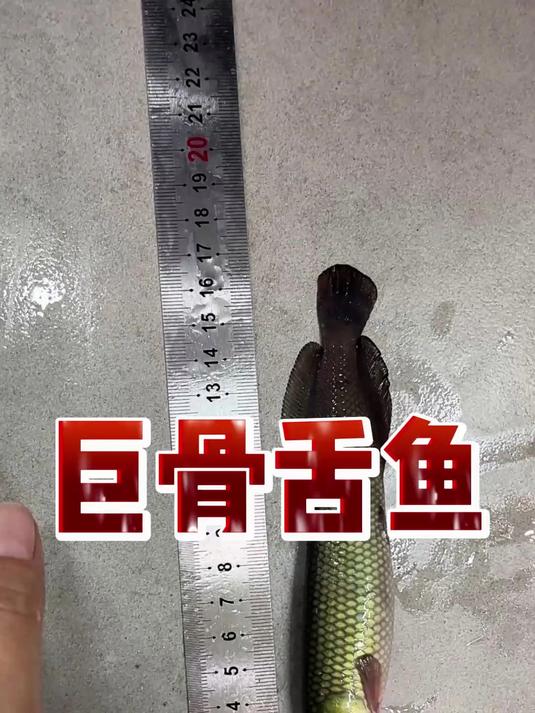 巨骨舌鱼