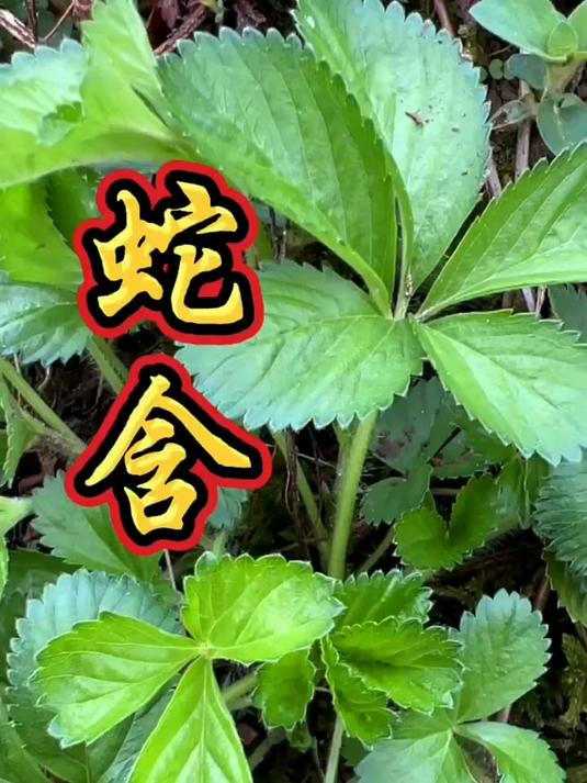 蛇含萎陵菜-非常不错且常用的一味本草!