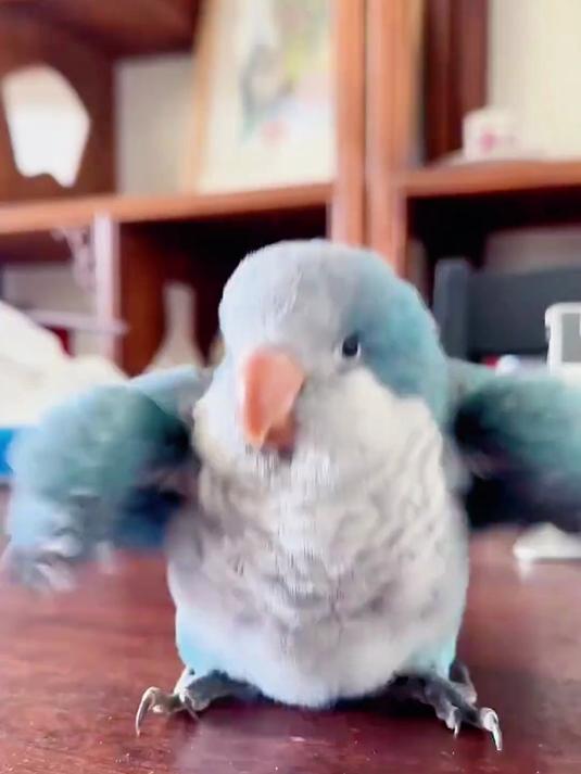 小时候可爱,长大后爆帅的5种鹦鹉!你养了什么宠物?