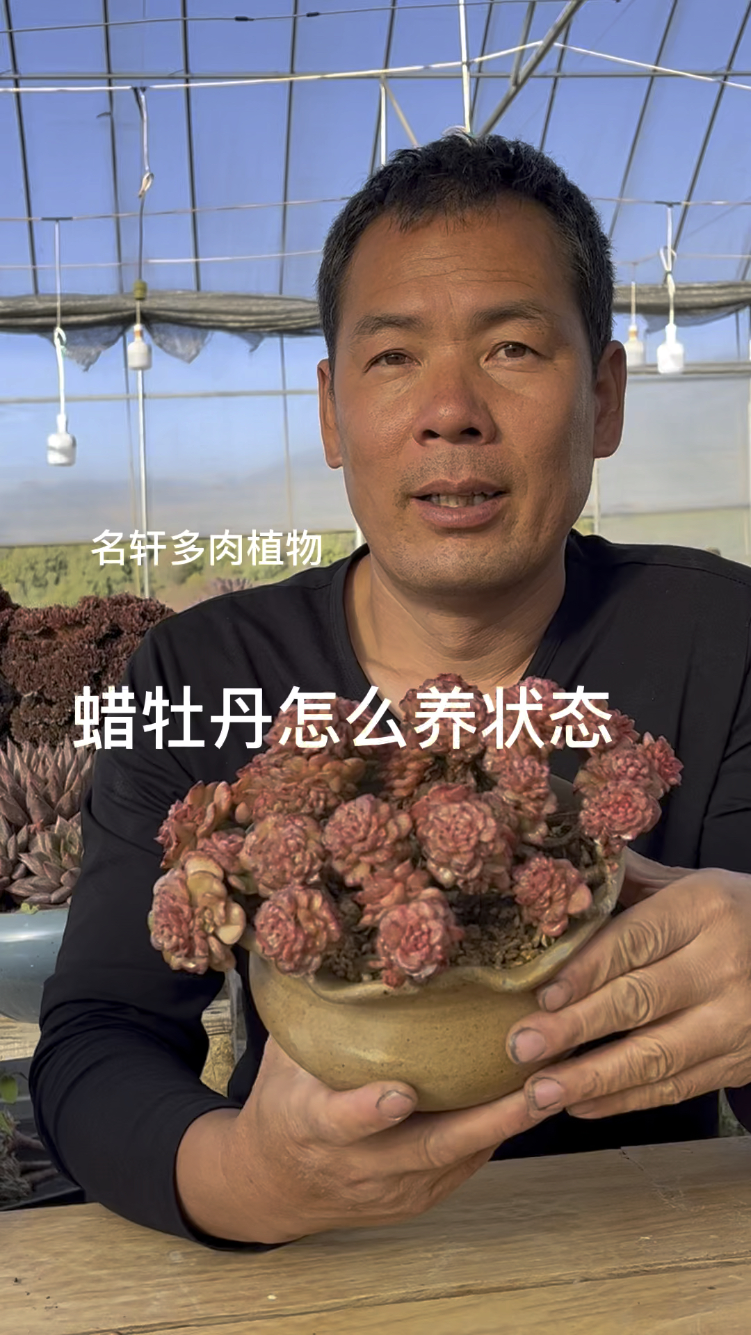 多肉植物蜡牡丹怎样养状态