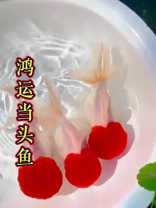 鹤顶红金鱼:鱼缸养出富贵喜庆,美过红宝石丝绸