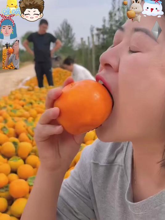 正宗巧克力柿子，果肉细腻，天然香甜超好吃！#春节#