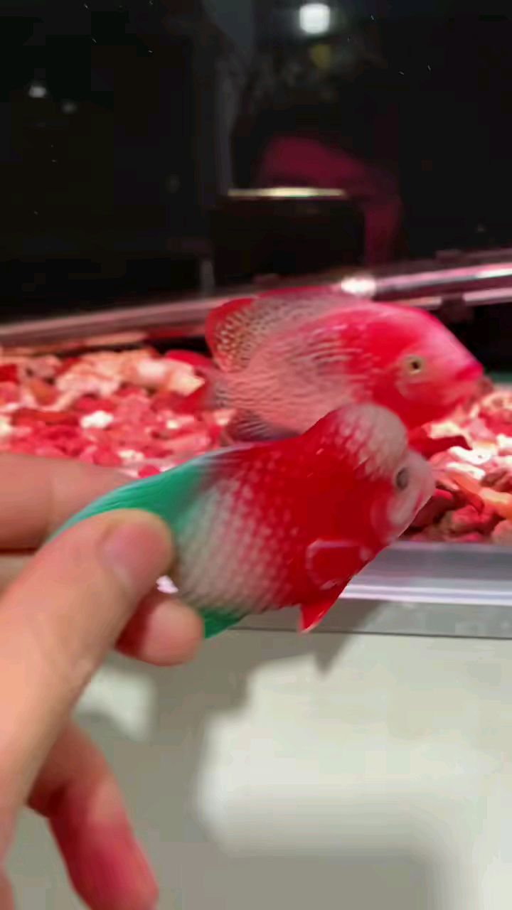 金花古典罗汉鱼