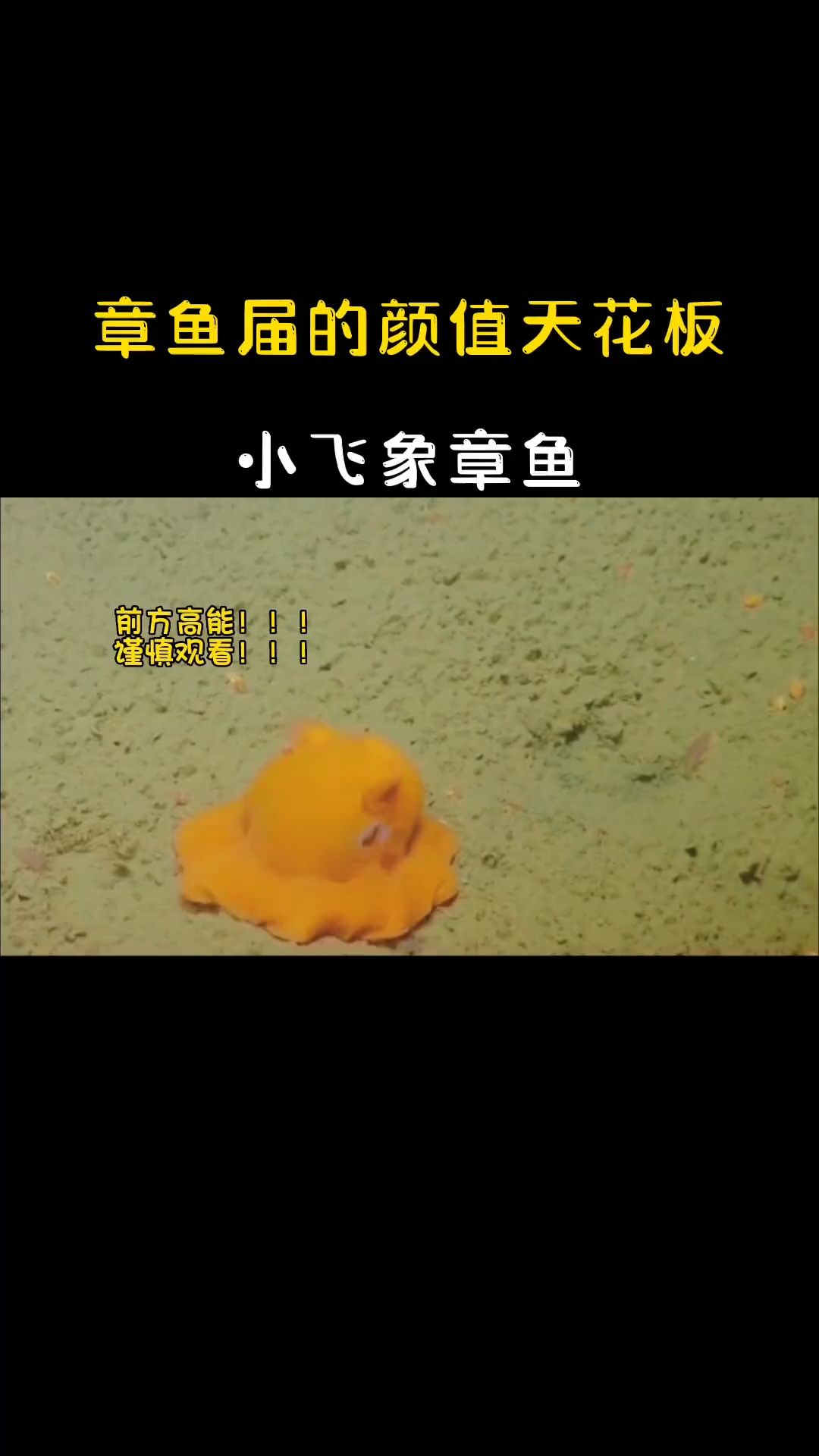 海下七千米的小飞象章鱼